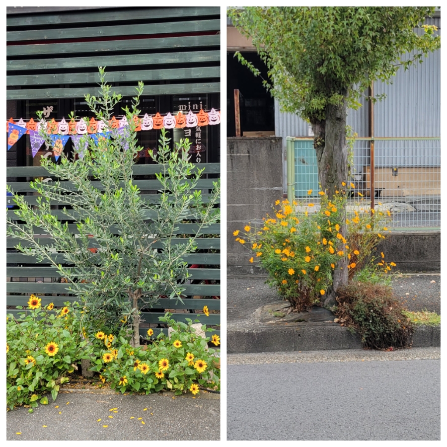 季節の進み具合は花から